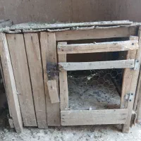 جفت‌کن‌‌‌کبوتر