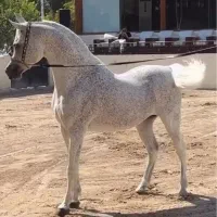 مشاوره خرید فروش انواع اسب در پردیس رودهن بومهن