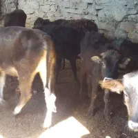 ۱۱عددگوسالهنروماده|حیوانات مزرعه|سروآباد, |دیوار