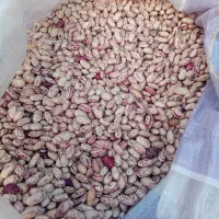 لوبیا چیتی تازه