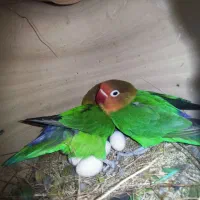 کوتوله فیشر مولد