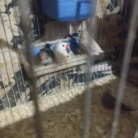 فنچ مولدومرغ عشق مولد|پرنده|زابل, |دیوار