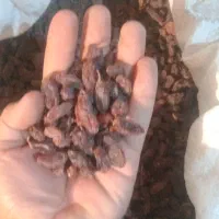 کشمش و مویز