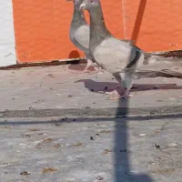 سلام دوتا گاغذی ماده خطی پنج