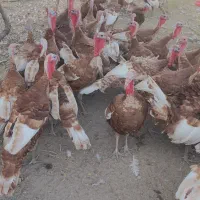 بوقلمون بوربون محلی