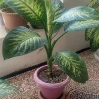 گل دیفن|گل و گیاه طبیعی|عنبران, |دیوار