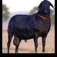 فروش گوسفند در رباط کریم ،،پرند