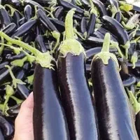 بارگیری عمده تره بار بادمجان گوجه