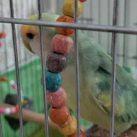 طوطی برزیلی