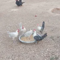 خروس براکل
