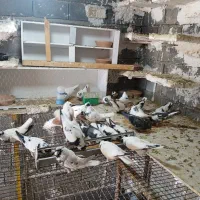 کبوتر شاپر|پرنده|ملکشاهی, |دیوار