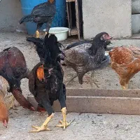 با سلام فروشی درجه‌ یک|حیوانات مزرعه|خان ببین, |دیوار