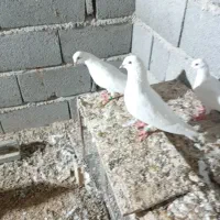 کبوتر پیتی|پرنده|بندرعباس, |دیوار