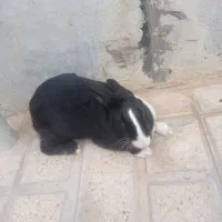 خرگوش نر و ماده|موش و خرگوش|الشتر, |دیوار