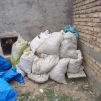 کودحیوانی کبوتر