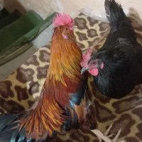 یک مرغ تخم گذار و یک خروس محلی سلطان