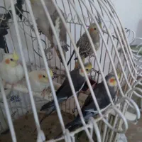 عروس هلندی