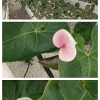 برنامه کودهی|خدمات باغبانی و درختکاری|شهریار, شهریار|دیوار