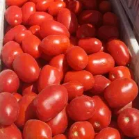 گوجه‌فرنگی