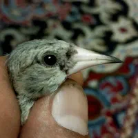 سهره سقا کرمونی بافتی نقش سبیل سیاه و با اصالت|پرنده|کرمان, |دیوار