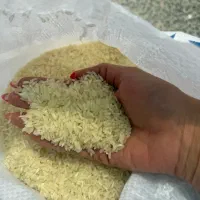 برنج چمپا و فجر