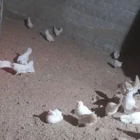 مرغ تخمگذار . LSL سفید