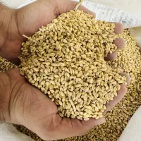 گندم بذر آبی پیشگام درجه 1