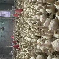 جوجه بوقلمون بیوتی۶|حیوانات مزرعه|مشهد, اسماعیل آباد|دیوار
