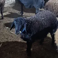 بره ماده پای قوچ  کاور وتقلی هموهترو
