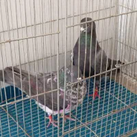 کبوتر|پرنده|خرمدره, |دیوار