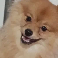 پامرروباهی