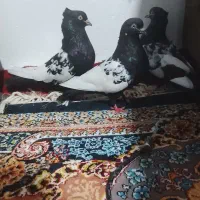 سینه سیاه بدون دور چنگ و آرایش