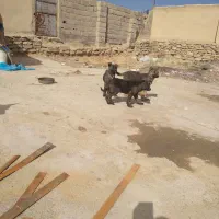 توله سگ ژرمن شبر اصل