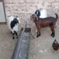 بزغاله ماده