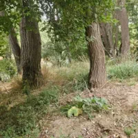 چوب بید و سپیدار