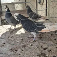 کبوتر|پرنده|زنجان, |دیوار