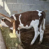 گوساله سیمینتال جنس شیری