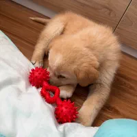 سگ گلدن دوماهه