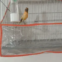 تعدادی پرنده بصورت یکجا با لوازم