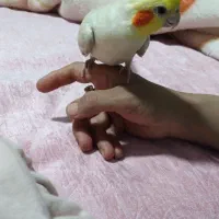 عروس هلندی نازار|پرنده|نورآباد, |دیوار