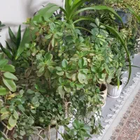 گل های آپارتمانی