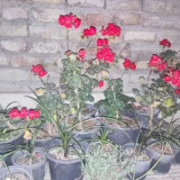 گل شمعدانی