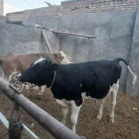 یک راس گوساله نر هولشتاین جنس درجه یک