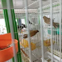 فنچ بنگالی گلدین|پرنده|مشهد, انقلاب|دیوار