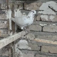 کفتر فروشی|پرنده|چهاردانگه (تهران), |دیوار