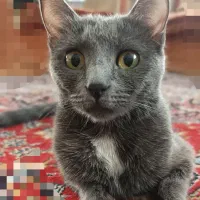 واگذاری گربه زیبا