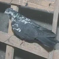 کفتر گمشده یادگاری