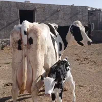 گاوشیری درجه یک پرشیر