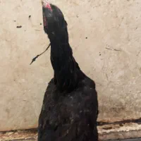 مرغ لاری افغان اصیل