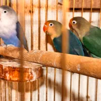 کوتوله برزیلی پاربلو|پرنده|پردیس, کمرد|دیوار